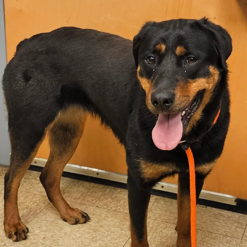 A young medium-sized female Black Rottweiler dog named Peach for adoption in Birdsboro, PA