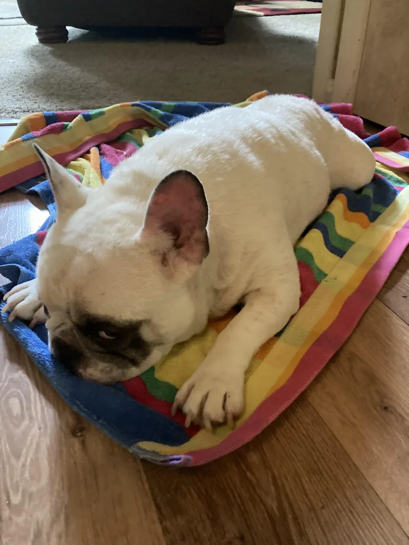 Rufus