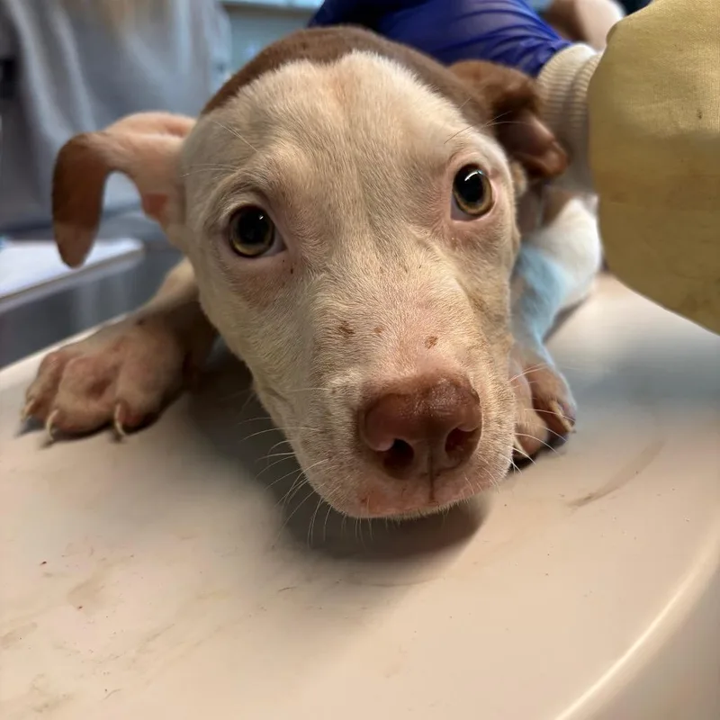 A baby small-sized male Brown / Chocolate Mixed Breed dog named Darryl for adoption in Huntington, WV
