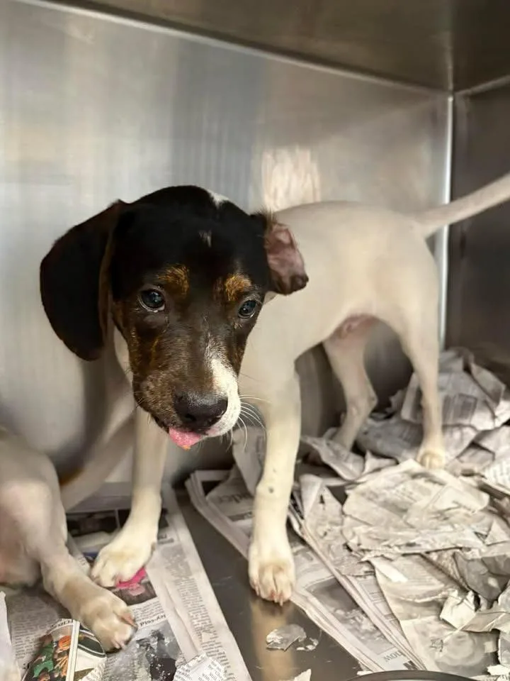 A baby medium-sized male Hound dog named Waylon for adoption in Lavonia, GA