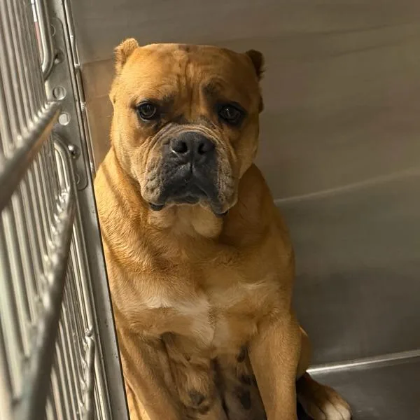 An adult medium-sized female American Bulldog dog named Sugar for adoption in Des Moines, IA