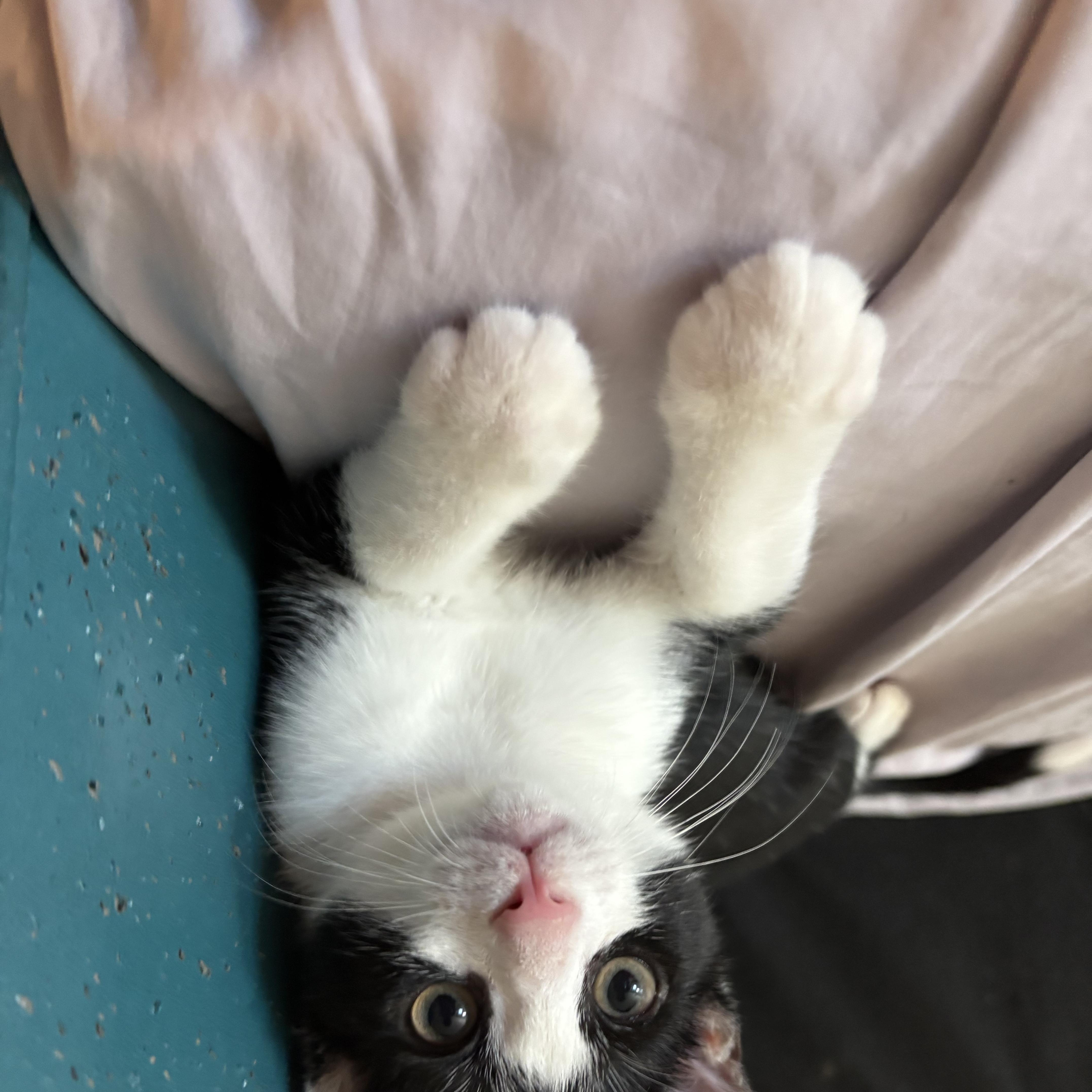 A baby small-sized male Domestic Short Hair cat named Netflix and Hulu for adoption in New York, NY