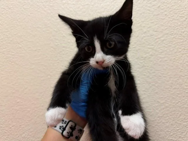 A baby small-sized male Domestic Short Hair cat named Jack for adoption in Fairfield, CA
