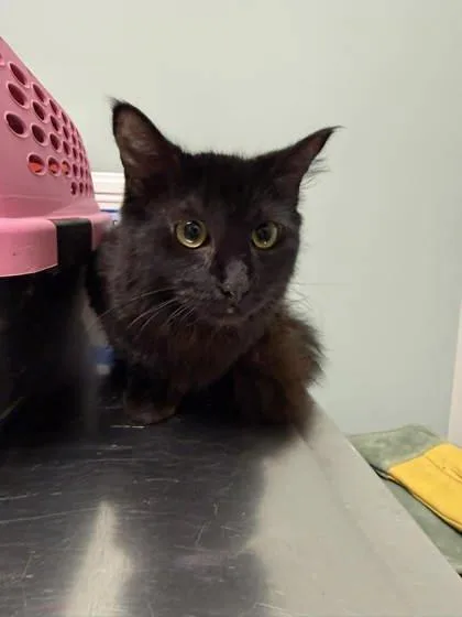 A young small-sized female Black Domestic Medium Hair cat named Shadow for adoption in Annapolis, MD