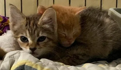 A baby small-sized male Tabby (Orange / Red) Domestic Short Hair cat named WallE for adoption in Tampa, FL