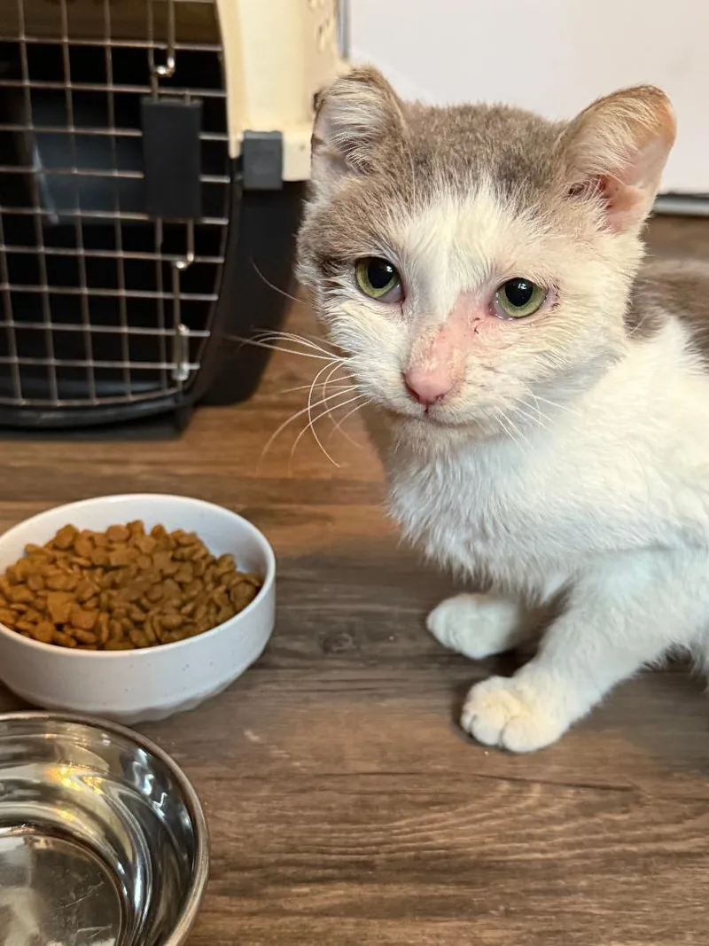 Glenford thumbnail 2