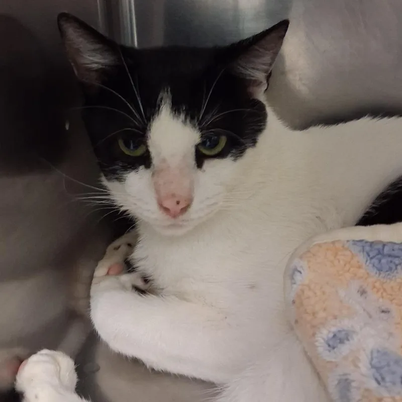 A young large-sized male Black Domestic Short Hair cat named Dracula for adoption in Newark, NJ