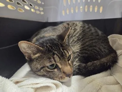 An adult small-sized female Domestic Short Hair cat named Nova for adoption in Honolulu, HI