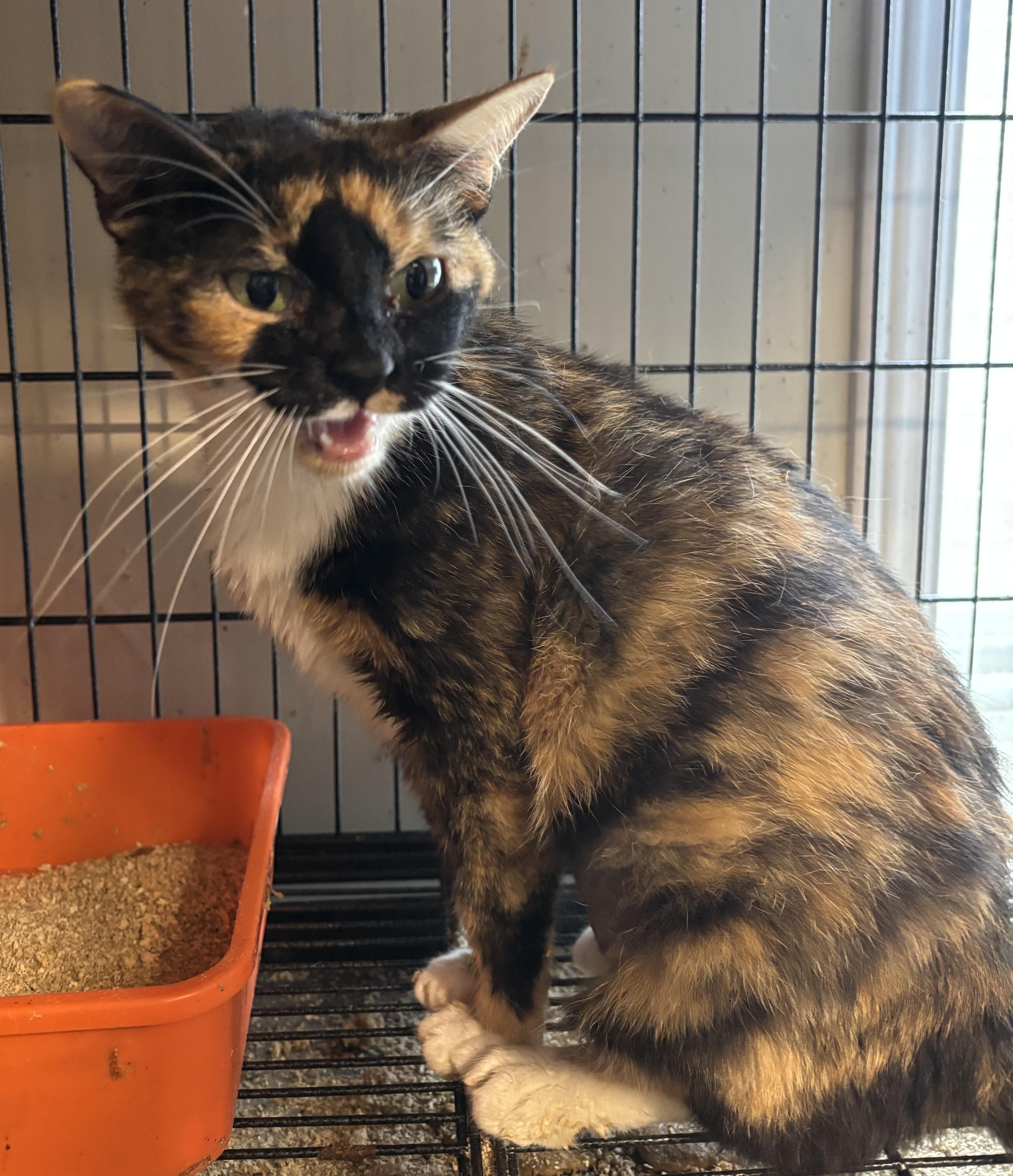 A young medium-sized female Domestic Short Hair cat named Reeses for adoption in GREENVILLE, NC