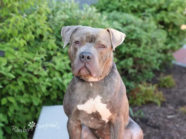 An adult medium-sized male Boxer dog named Edison for adoption in Omaha, NE