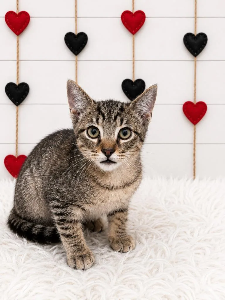 A baby small-sized male Domestic Short Hair cat named Enchilada for adoption in Corpus Christi, TX