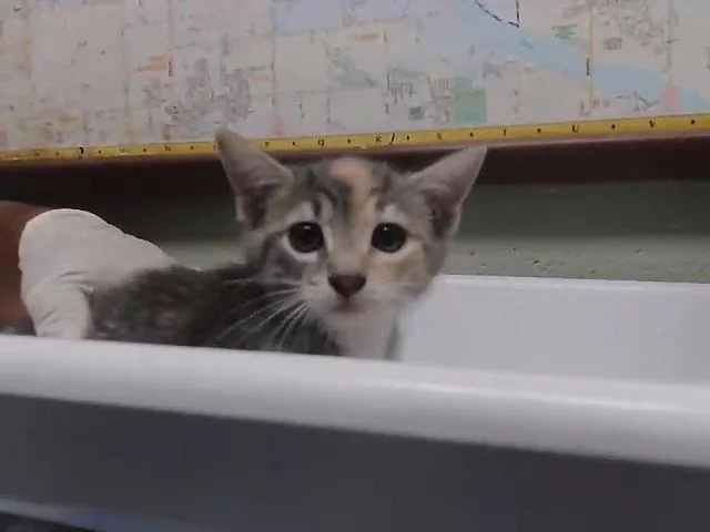 A baby small-sized female Domestic Short Hair cat named Legacy for adoption in Tulsa, OK