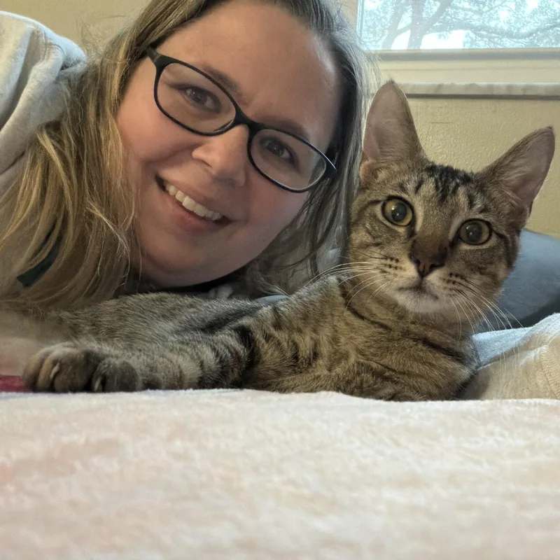 A baby medium-sized male Tabby (Brown / Chocolate) Domestic Short Hair cat named Apollo for adoption in Tampa, FL