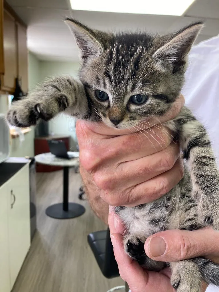 A baby medium-sized female Domestic Short Hair cat named Camila for adoption in San Pedro, CA