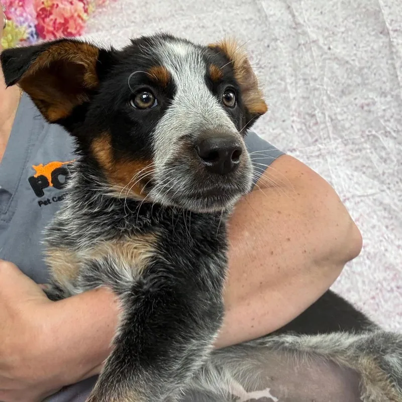 A baby medium-sized male White / Cream Australian Cattle Dog / Blue Heeler dog named Birkenstock for adoption in Normal, IL