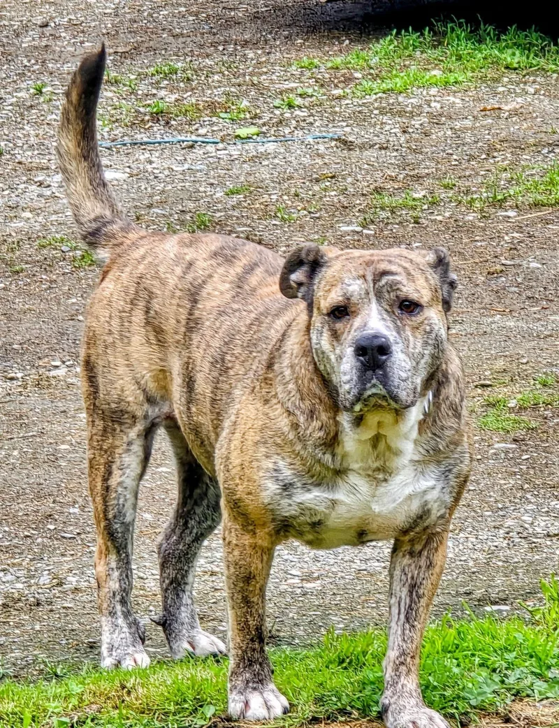 An adult large-sized female Brindle Mixed Breed dog named Kyoto for adoption in Vassalboro, ME