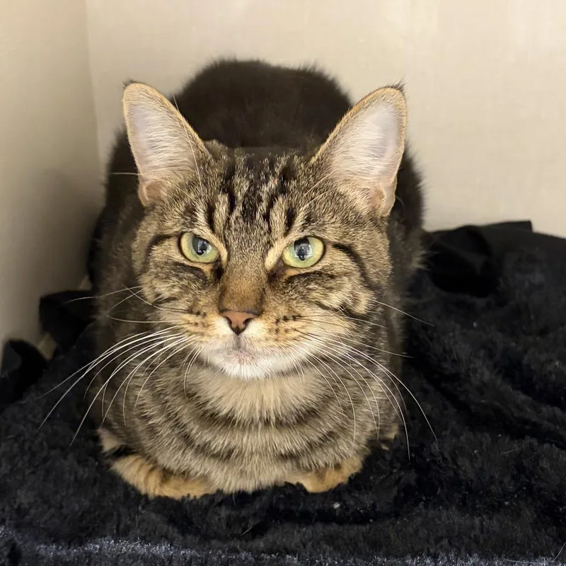 A young medium-sized female Brown / Chocolate Domestic Short Hair cat named Little One for adoption in San Antonio, TX