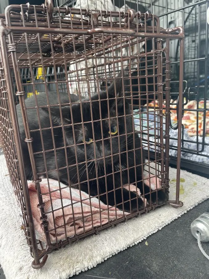 A young large-sized female Domestic Short Hair cat named Coco for adoption in Boston, MA