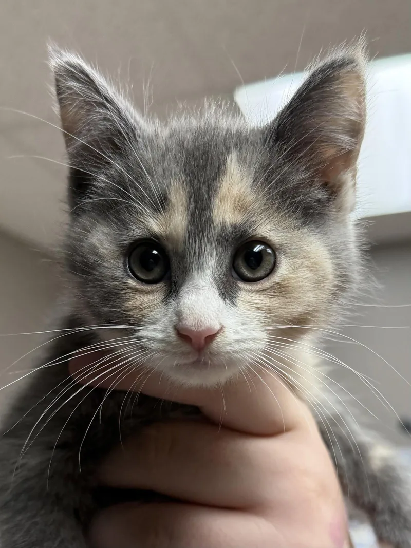 CAT Ulla