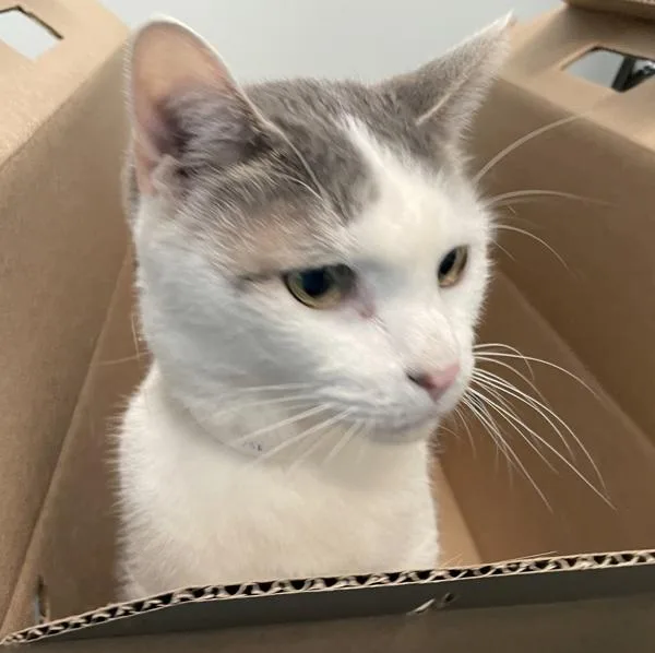 A senior medium-sized male Domestic Short Hair cat named Fern for adoption in Ridgewood, NY
