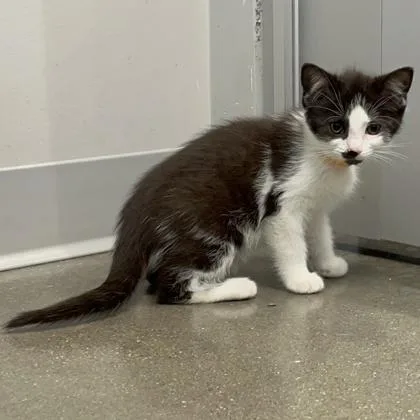 A baby small-sized female Domestic Short Hair cat named Abby for adoption in Janesville, WI