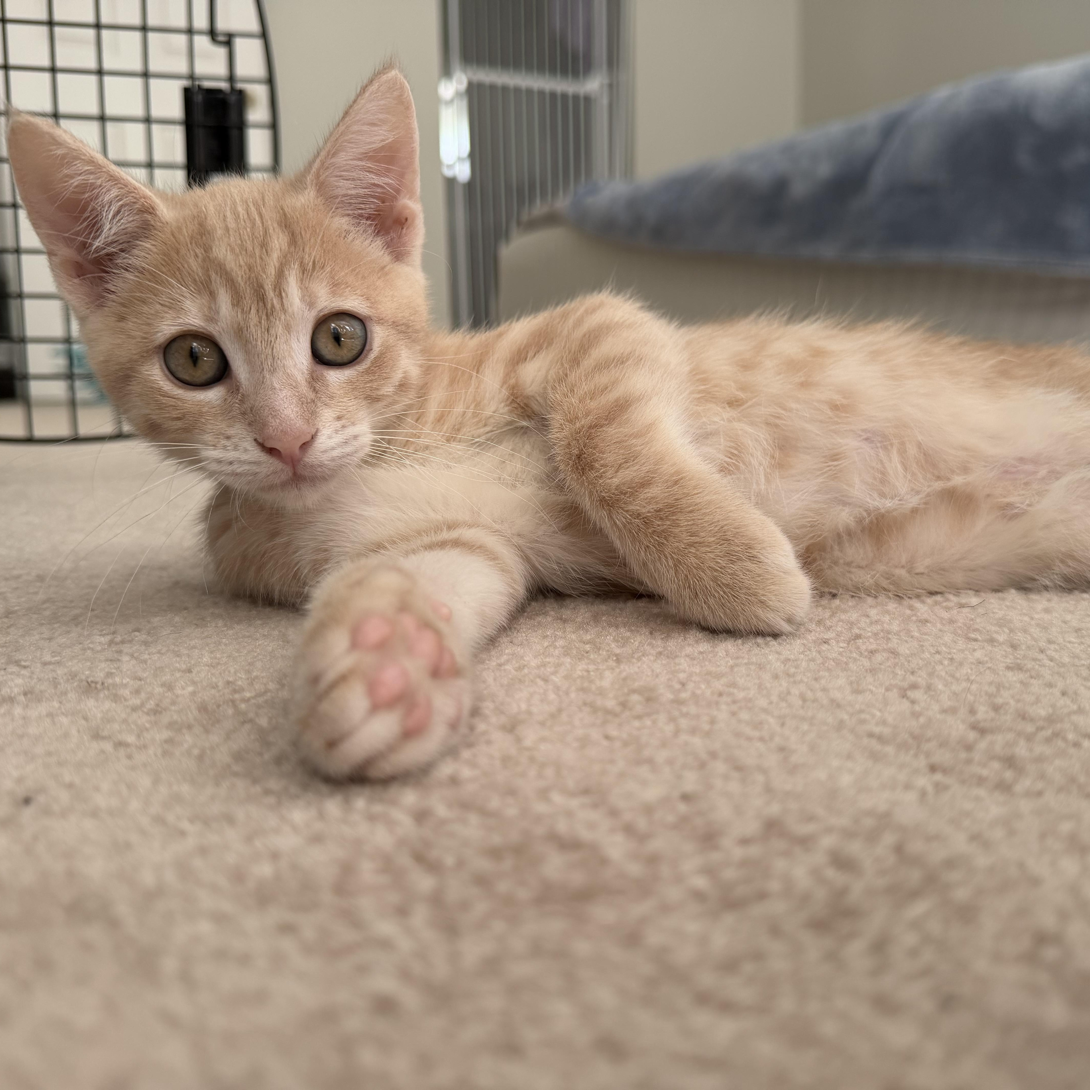 A baby medium-sized male Buff / Tan / Fawn Domestic Short Hair cat named Cashew for adoption in Jacksonville, FL