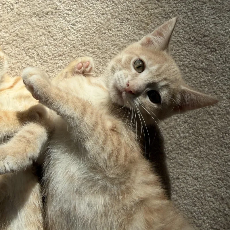 Cashew thumbnail 2