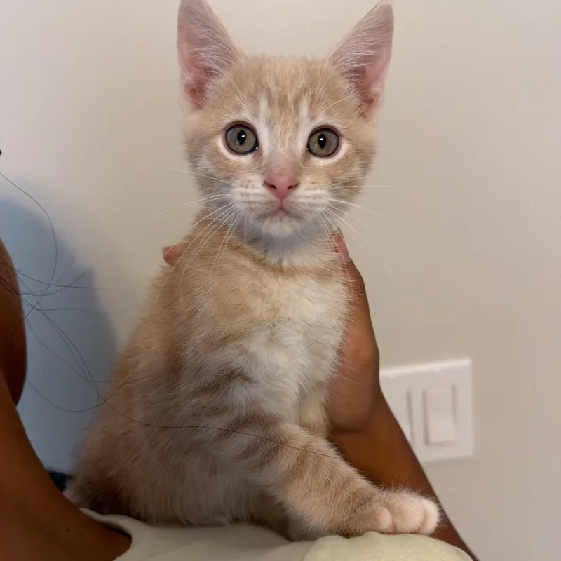 Cashew thumbnail 4
