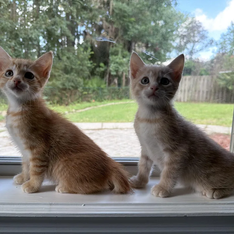 Cashew thumbnail 6