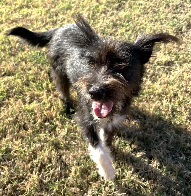 A young medium-sized female Terrier dog named Josey Tx for adoption in Boonton, NJ