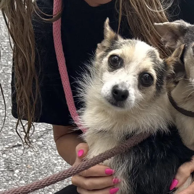 An adult small-sized male Gray / Blue / Silver Mixed Breed dog named Kevin for adoption in Alexandria, VA