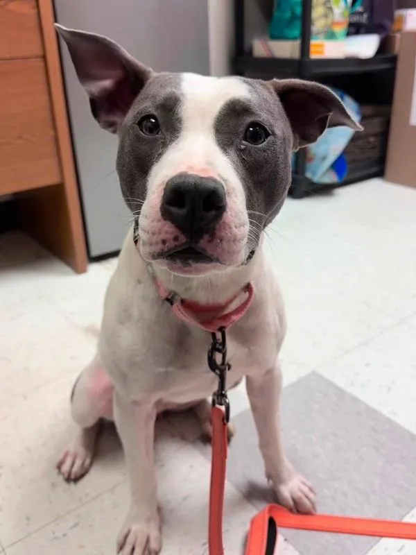 A young medium-sized female Pit Bull Terrier dog named Coconut for adoption in Millersville, MD