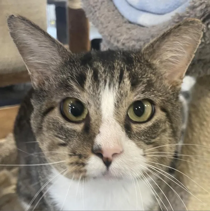 An adult large-sized male Brown / Chocolate Domestic Short Hair cat named Alan for adoption in Sheridan, WY