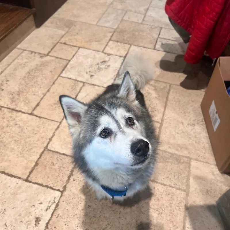 A senior medium-sized female Husky dog named Isha for adoption in Lavon, TX