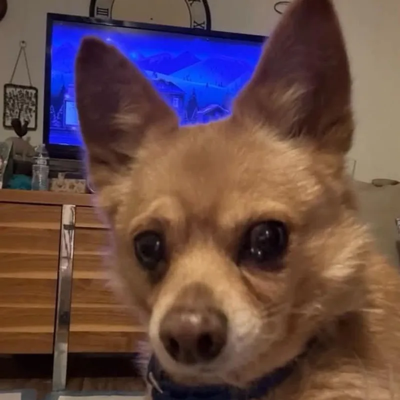 A senior small-sized male Yellow / Tan / Blond / Fawn Chihuahua dog named Vito for adoption in Phoenix, AZ