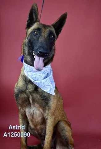 An adult large-sized female Black Belgian Shepherd / Malinois dog named Astrid for adoption in Thousand Oaks, CA