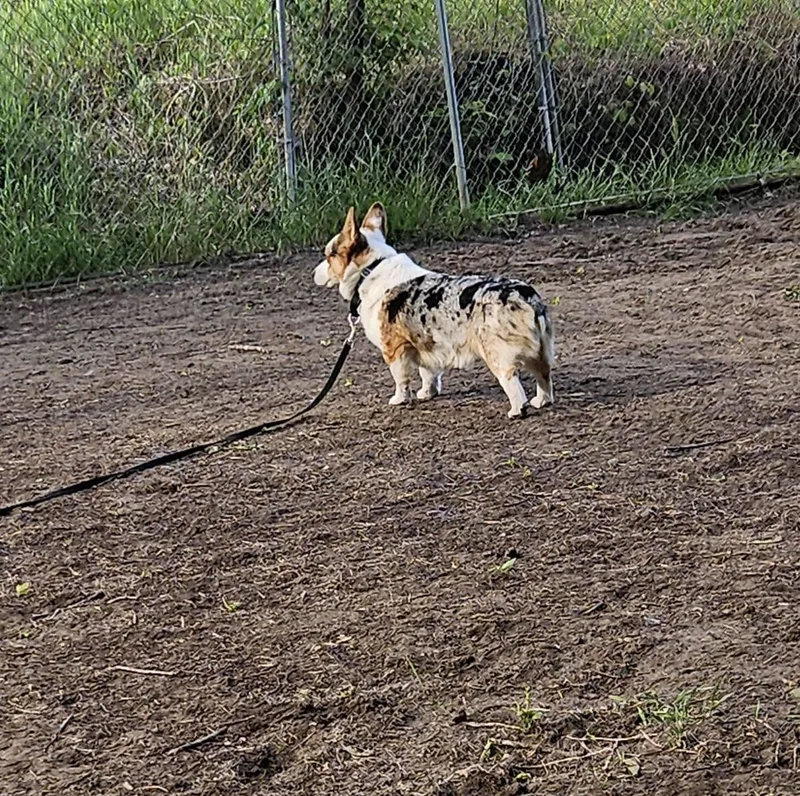 An adult small-sized male Merle (Blue) Corgi dog named Bambinoi for adoption in Anoka, MN
