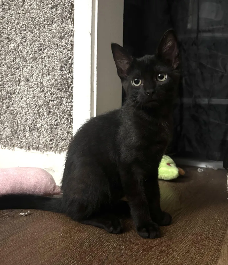 A baby small-sized female Black Domestic Short Hair cat named Crow for adoption in Davis, CA