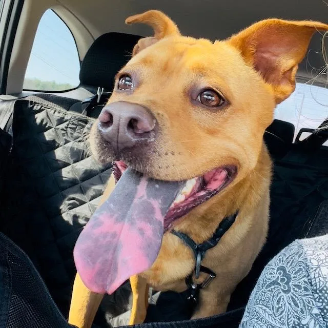 An adult medium-sized female Yellow / Tan / Blond / Fawn Mixed Breed dog named Peanut Butter for adoption in Blairsville, GA