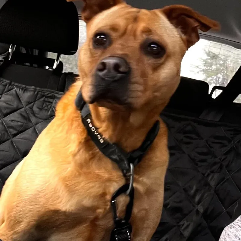 Peanut Butter thumbnail 3