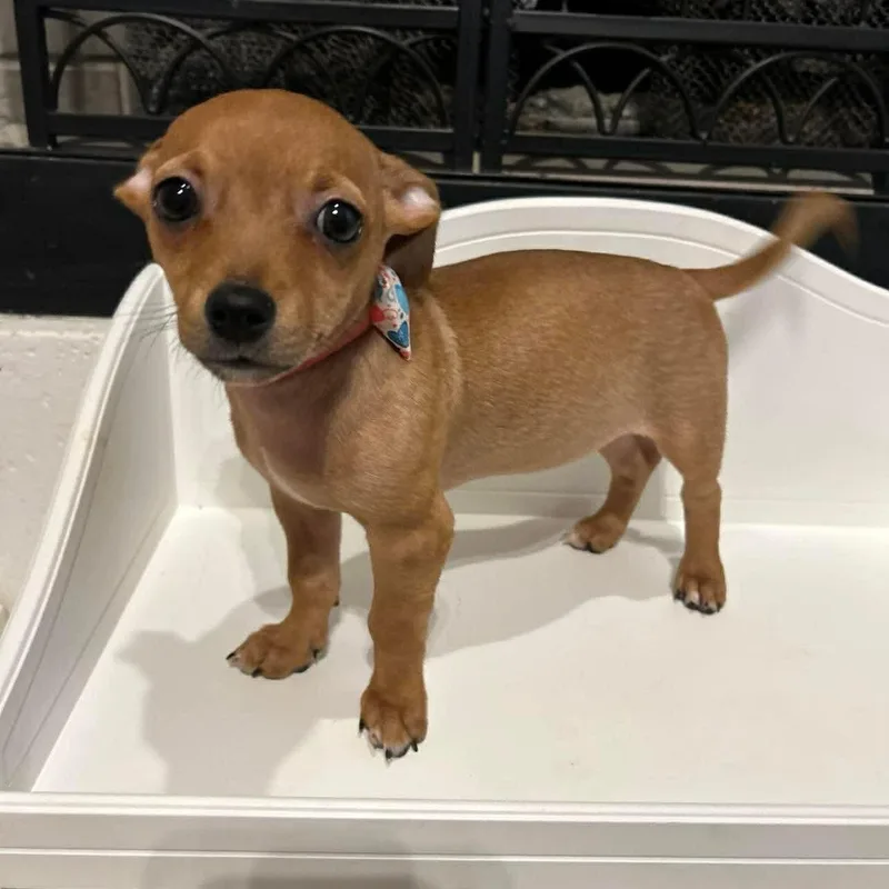 A baby small-sized female Yellow / Tan / Blond / Fawn Chihuahua dog named Nebula for adoption in Fort Worth, TX