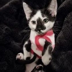 A baby small-sized female Black Domestic Short Hair cat named Eeny for adoption in West Palm Beach, FL