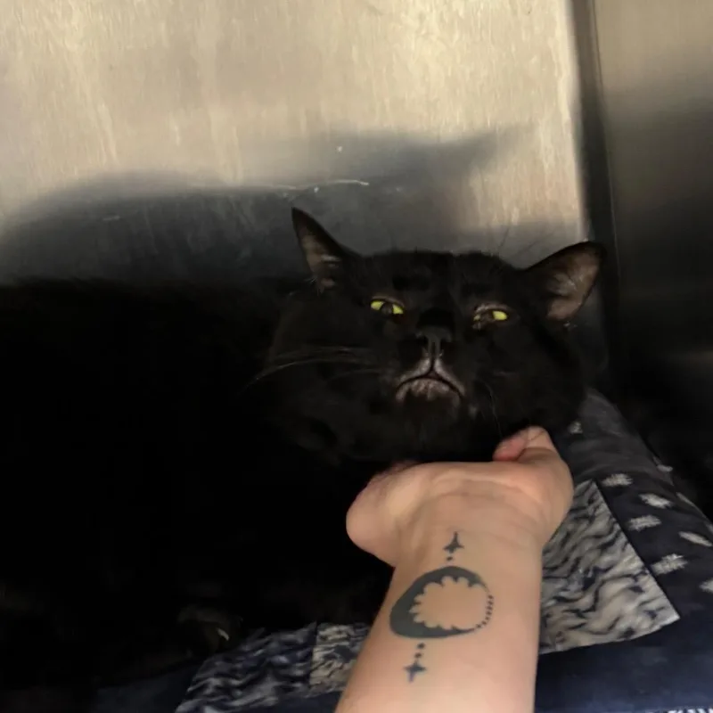 An adult large-sized male Black Domestic Short Hair cat named Ursus for adoption in Grand Rapids, MI