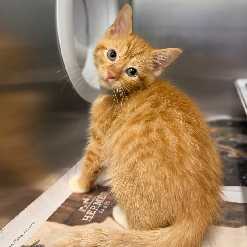 A baby small-sized male Orange / Red Domestic Short Hair cat named Gilligan for adoption in Marshall, VA