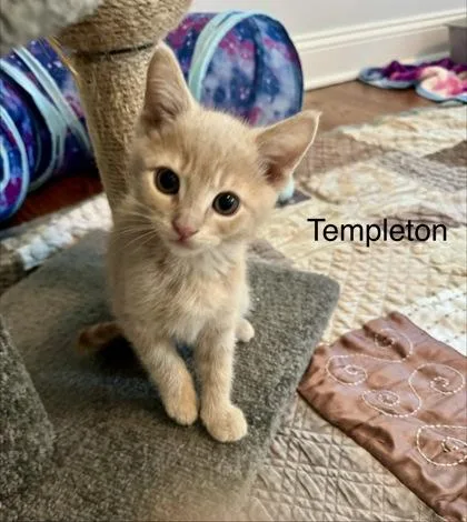 A baby small-sized male Domestic Short Hair cat named Templeton for adoption in Ringoes, NJ