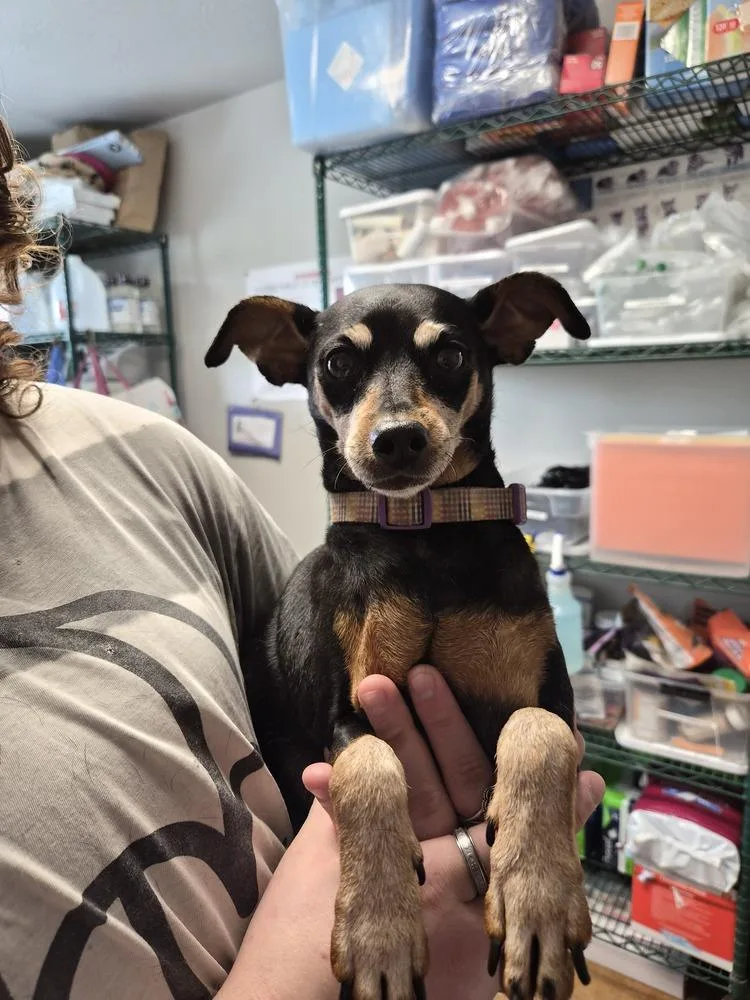 A senior small-sized female Miniature Pinscher dog named Minnie for adoption in Bolivar, MO