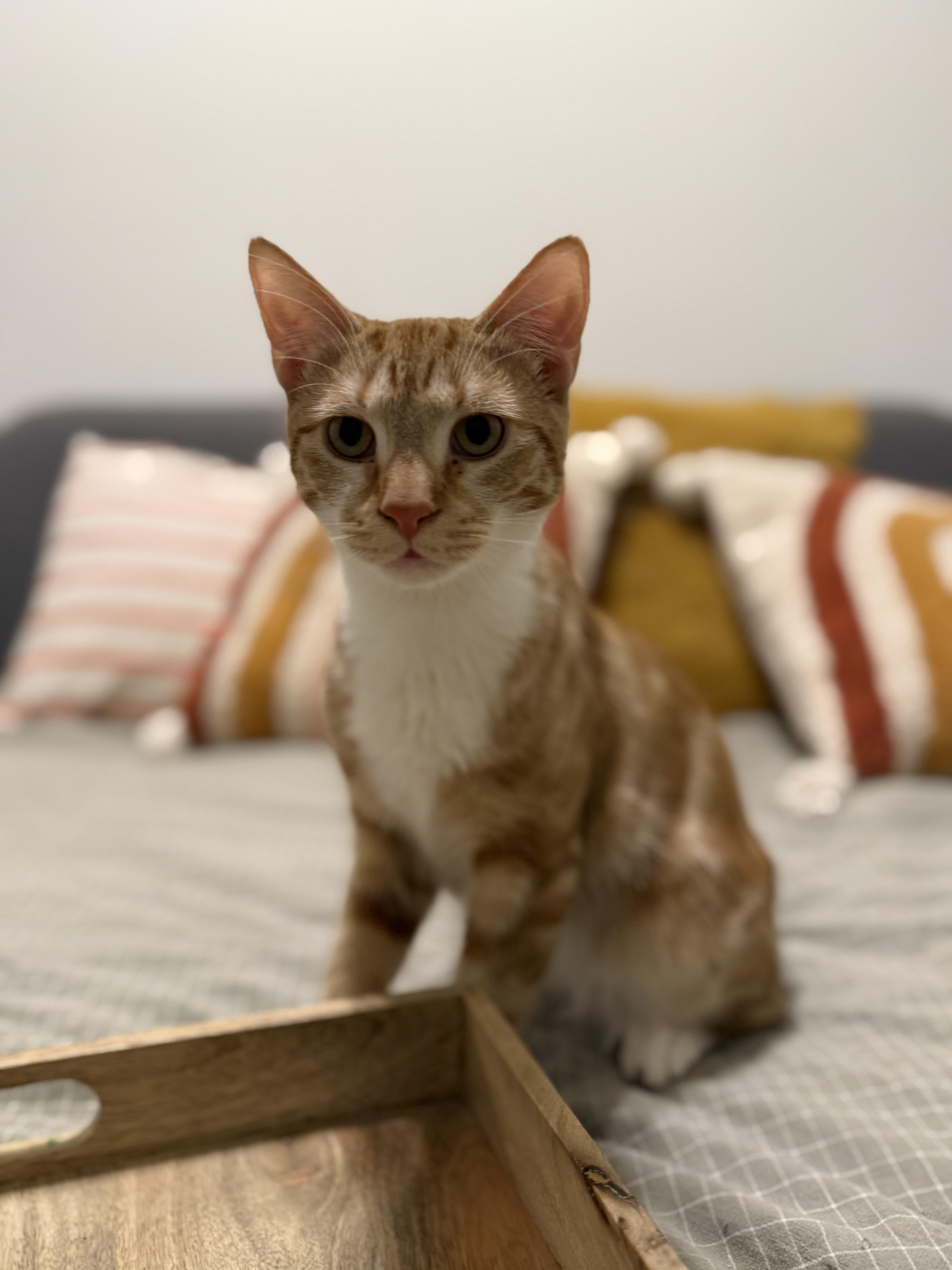 A young medium-sized male Orange & White Domestic Short Hair cat named Colander for adoption in Philadelphia, PA