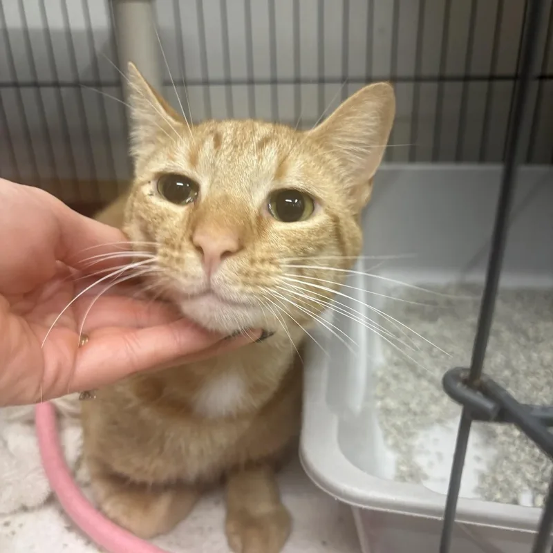 An adult large-sized male Tabby (Orange / Red) Domestic Short Hair cat named Oj for adoption in Saint Charles, MO