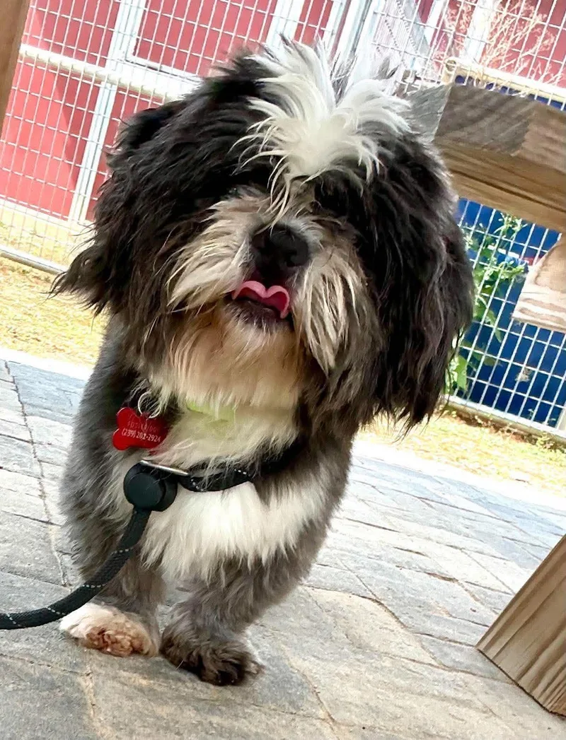 An adult small-sized male Shih Tzu dog named Oscar for adoption in Uxbridge, MA
