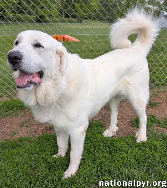 Fluffy In Oh 